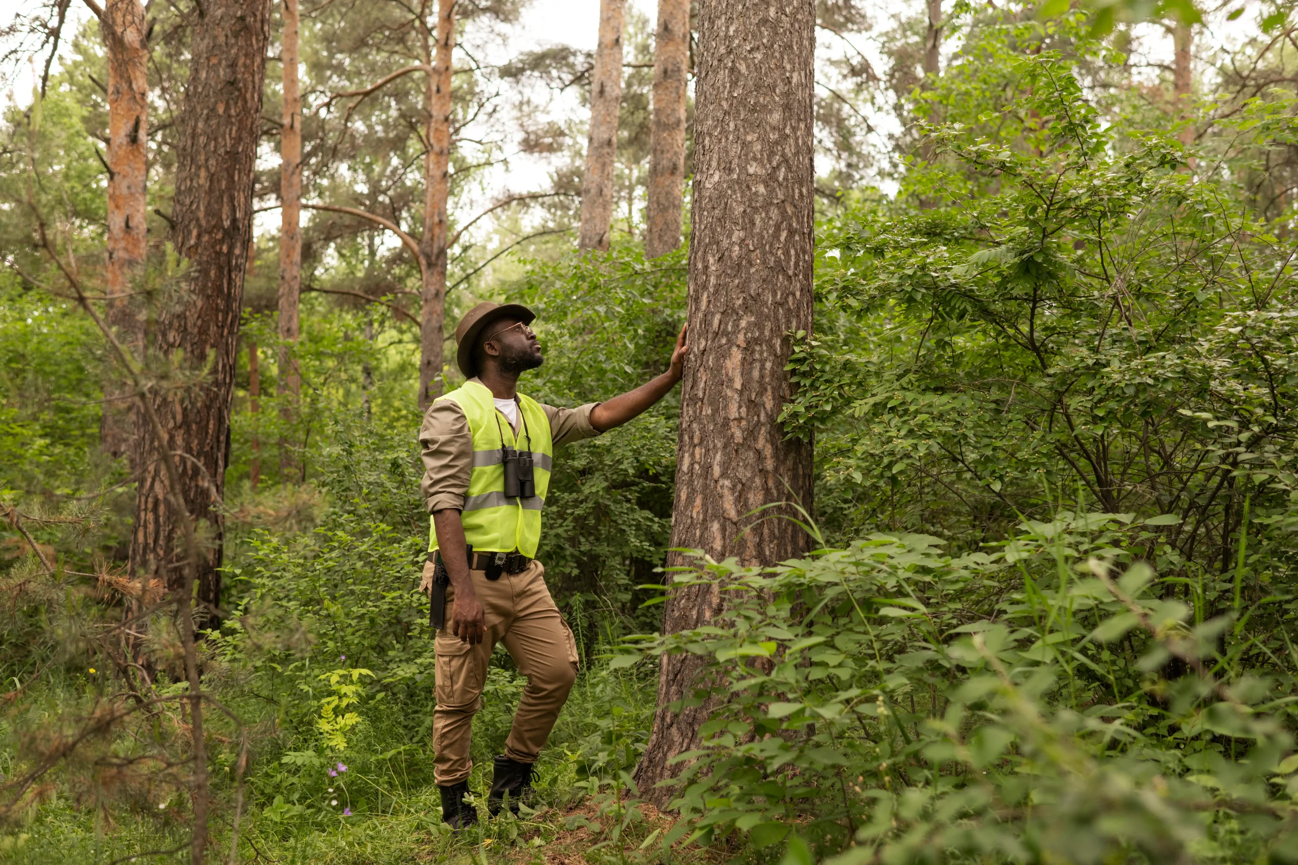 Signs a Tree May Be Dangerous and Needs Professional Removal